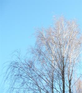 Природа 330.jpg